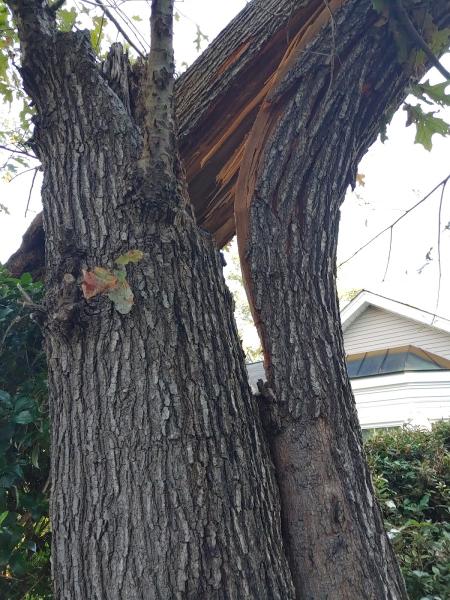 Davis Tree Company Inc.