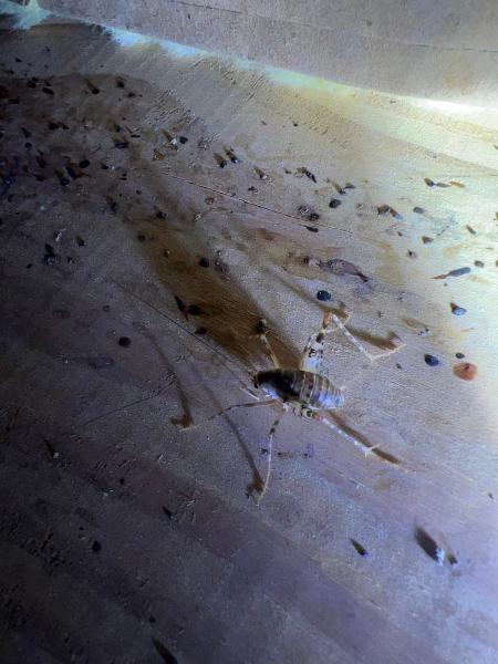 Midstate Termite & Pest Control