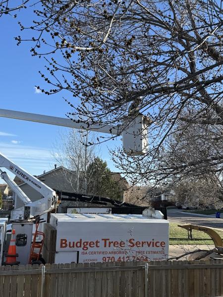 Budget Tree Service