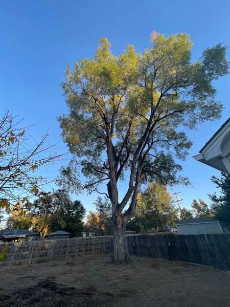 Budget Tree Service