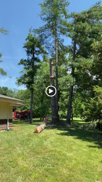 Fields Tree Service
