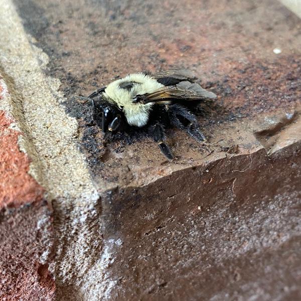 The Bug Man and Queen Bee