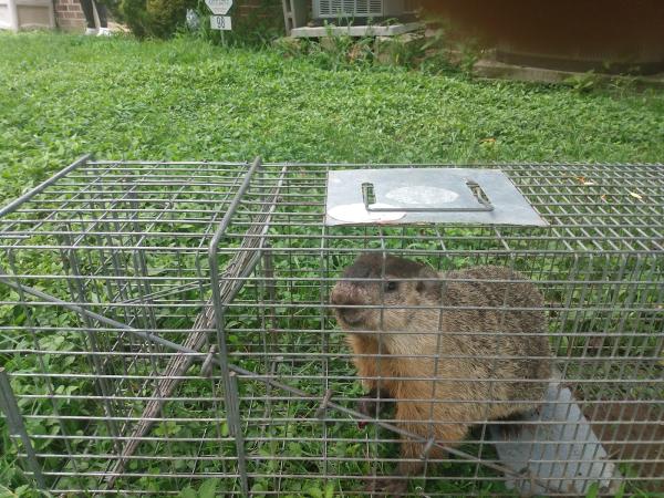 Hall's Wildlife Control LLC