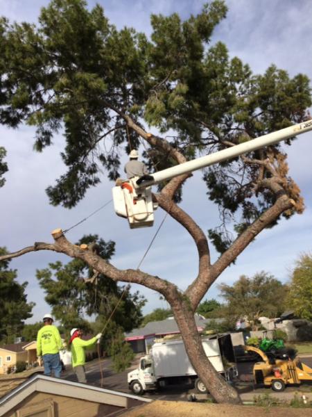 Techer's Tree Service