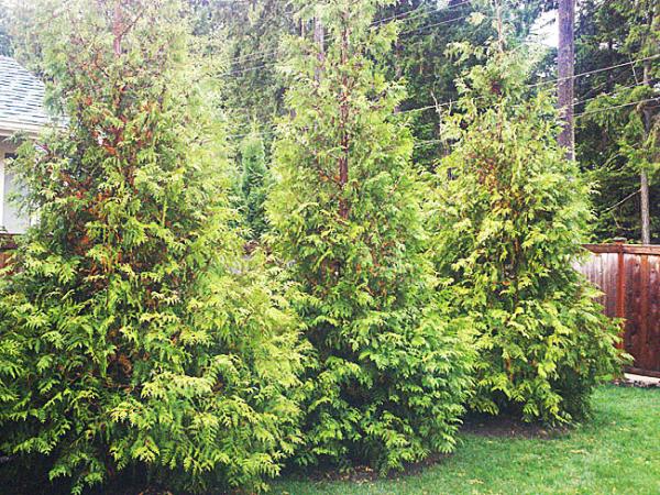 Big Trees Inc Tree Nursery
