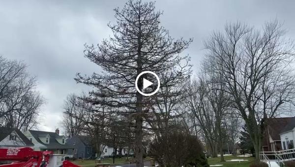 KD Rochester Tree Service