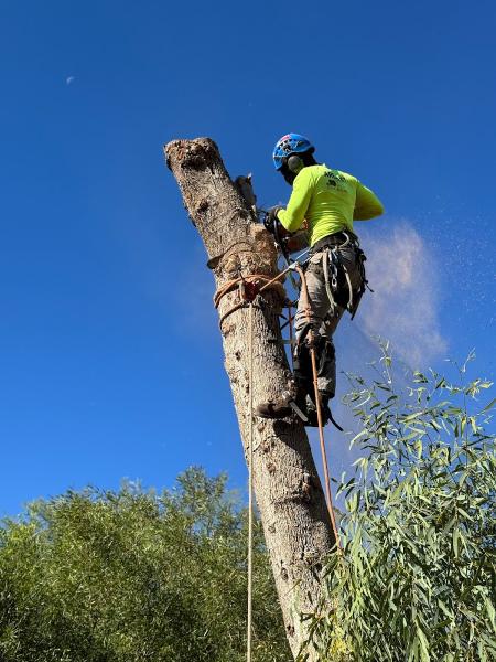Trees & Strategy Tree Service