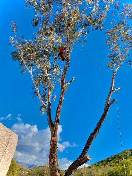 Trees & Strategy Tree Service