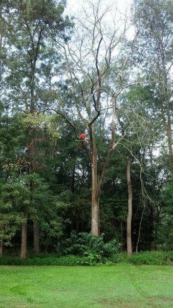 Mahwah Tree Corporation