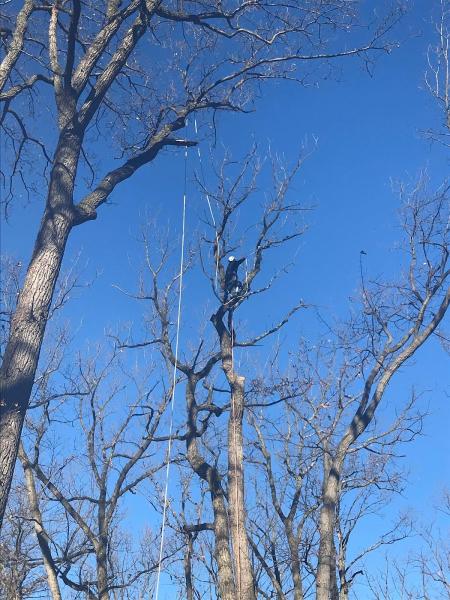 Auric Tree