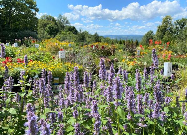 Cayuga Landscape Co
