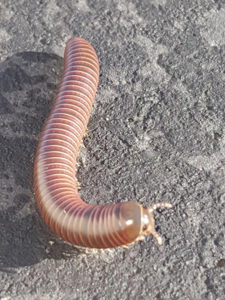 Valley Pest Solutions