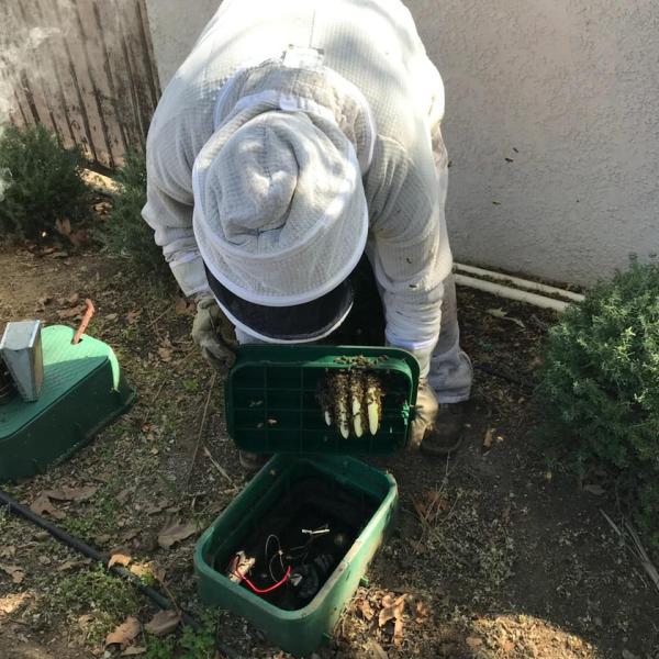 Bee Wranglers Inc