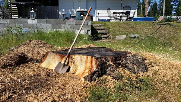 Budget Stump -n- Tree Removal