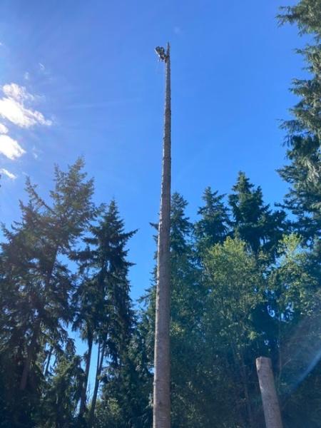 Budget Stump -n- Tree Removal