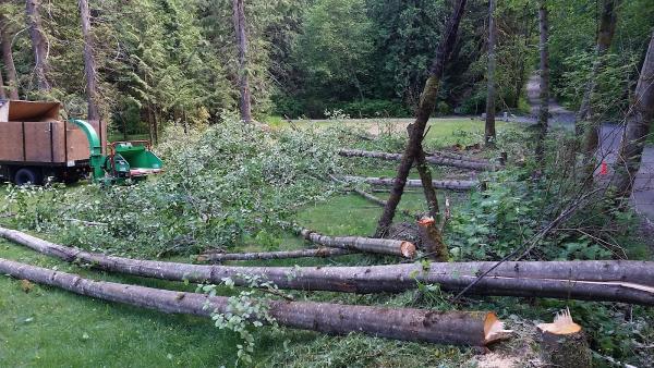 Budget Stump -n- Tree Removal