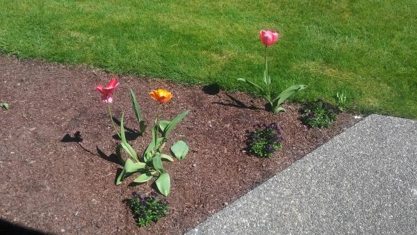 Cascade Lawn Care