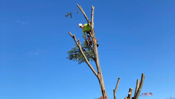 Tree Trimming Solutions LLC