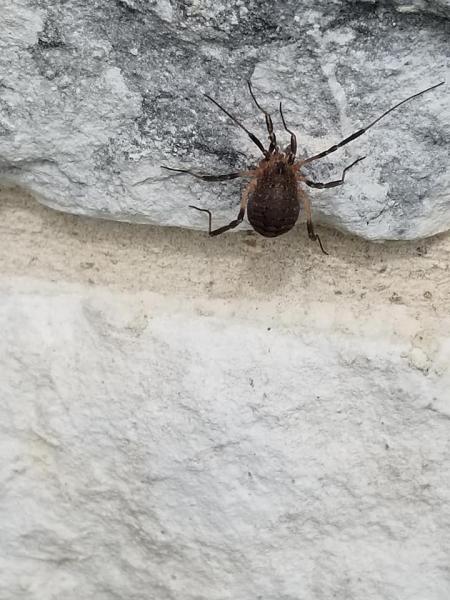 Stand Alone Pest Control