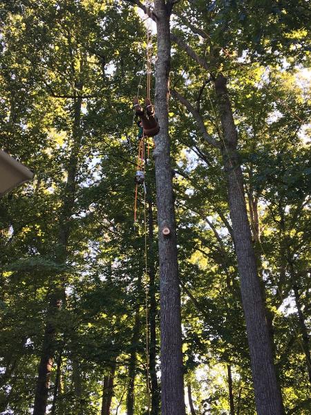 Meridian Tree Service Atl