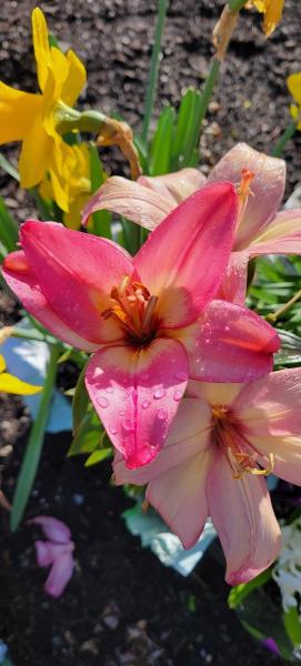 Green Gardens Landscaping & Nursery