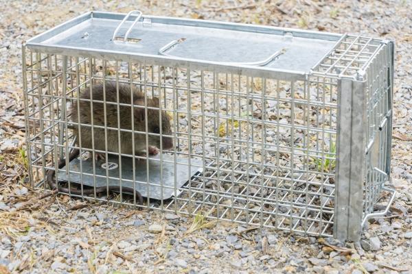 Brown Pest Control
