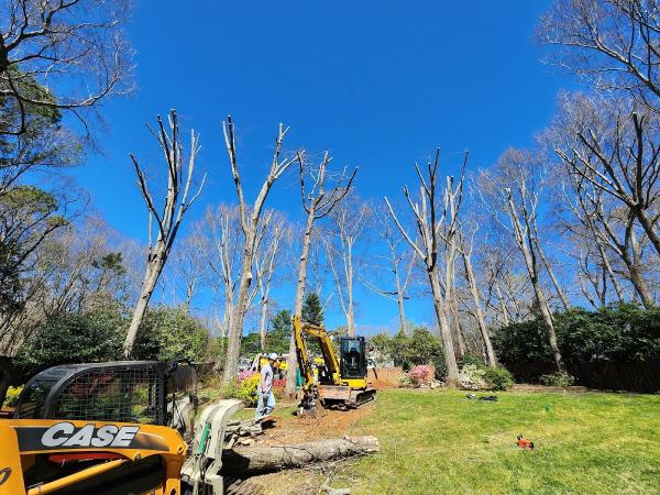 Next Level Tree and Excavation