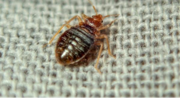 Barstow Bug and Rat Control