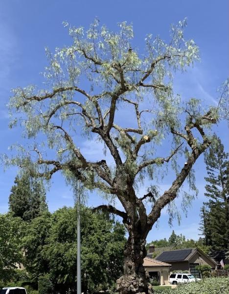 Alan and Son Tree Service