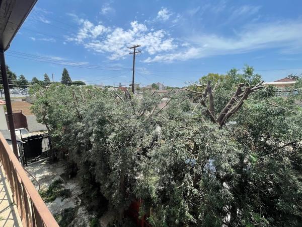 Alan and Son Tree Service