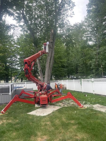 Tree Service Now