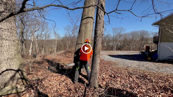 Lancaster Tree Care
