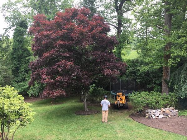 Asheville Stump Grinding LLC