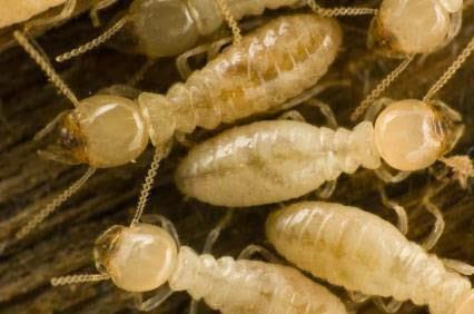 Mojoe Termite Control