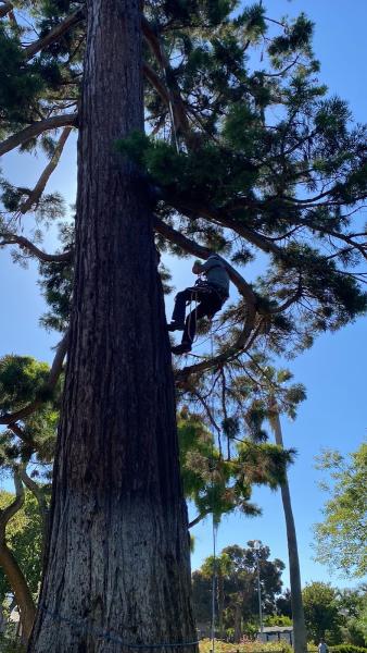 1st Choice R & R Tree Service
