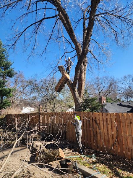 Family Tree Services LLC