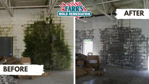Farr's Mold Remediation
