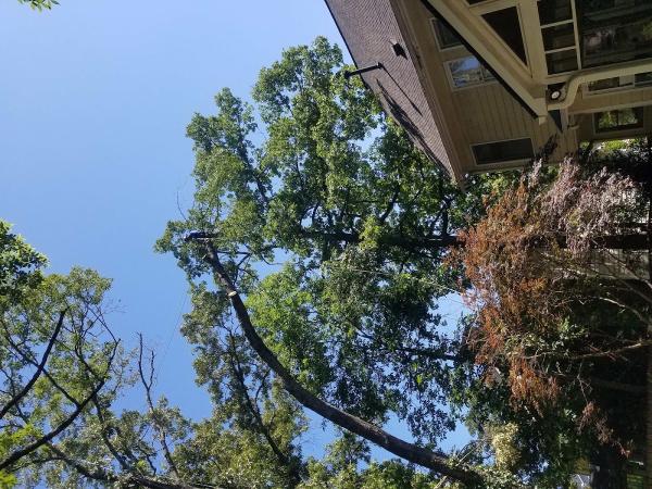 Mr. Mendez Tree Service