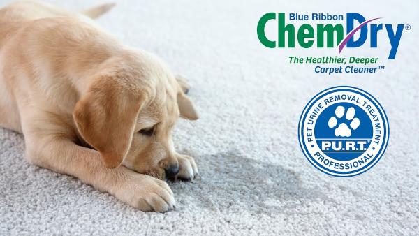 Blue Ribbon Chem-Dry