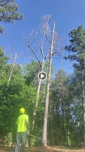 Atlanta Tree Movers LLC