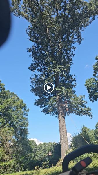 Atlanta Tree Movers LLC