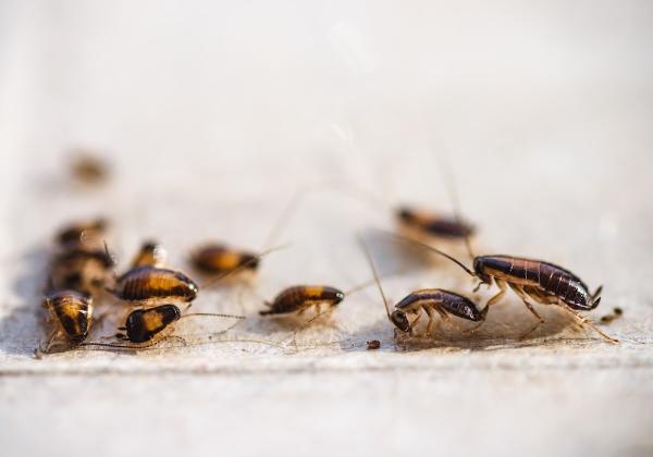 Nuhexa Modern Pest Solutions
