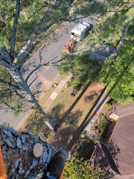 M.j's Tree Service LLC