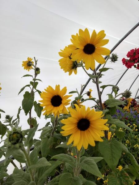 Rose's Greenhouse