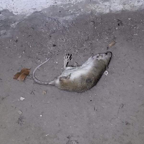 Kg Pest Control