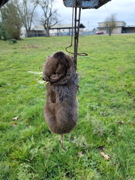 Mole Trappers PDX