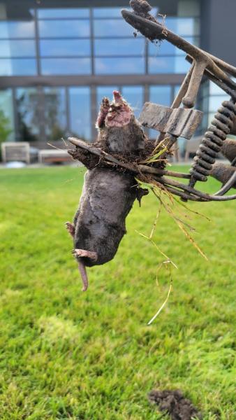 Mole Trappers PDX