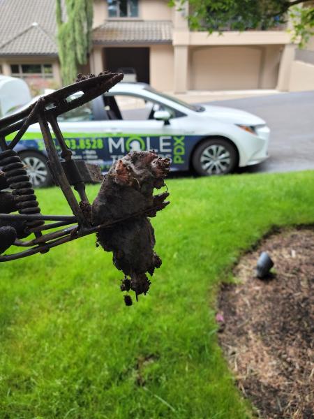 Mole Trappers PDX