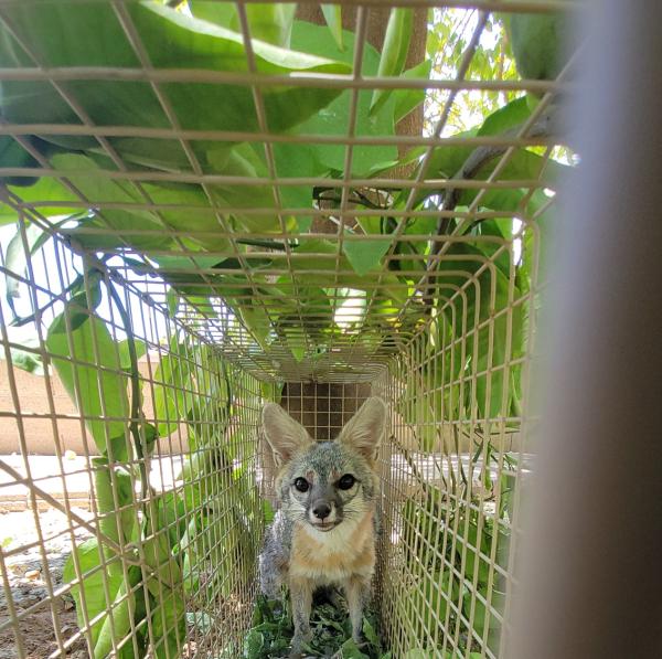 Arizona Wildlife Control
