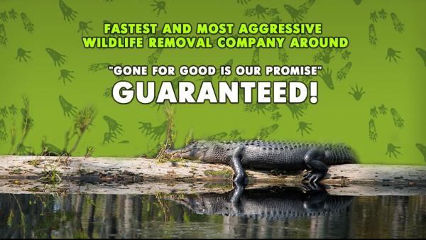 Palmetto Wildlife Extractors